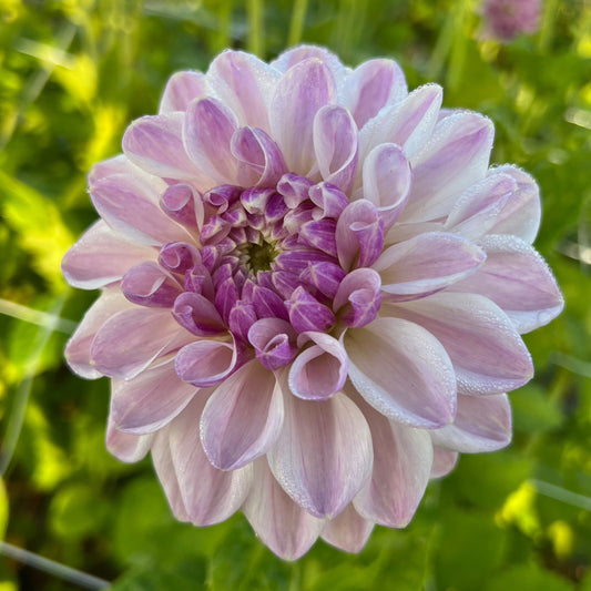 Dahlia Mama Mia