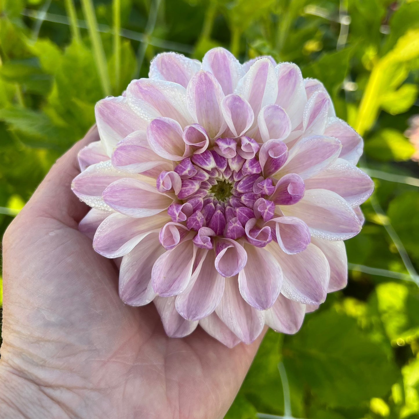 Dahlia Mama Mia