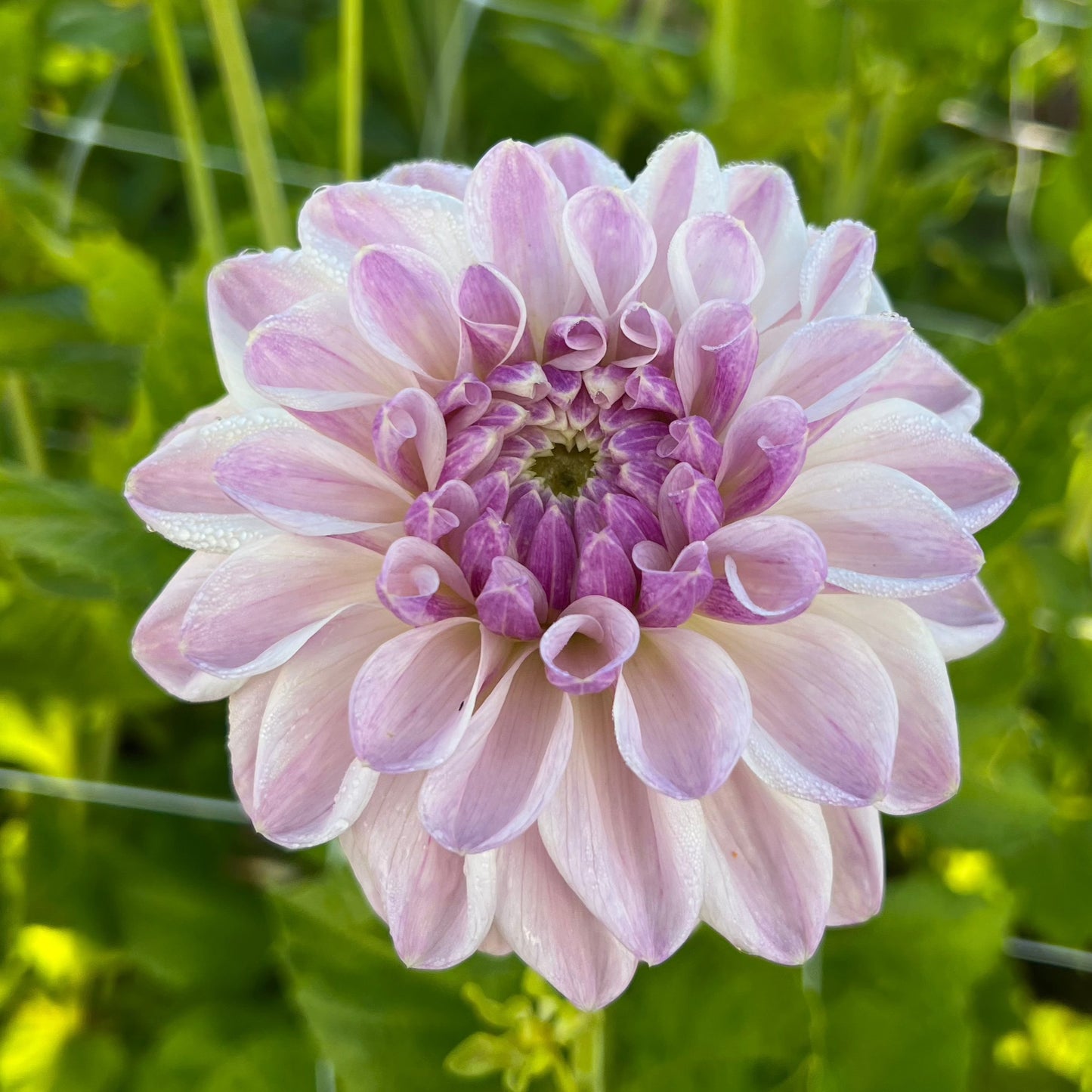 Dahlia Mama Mia