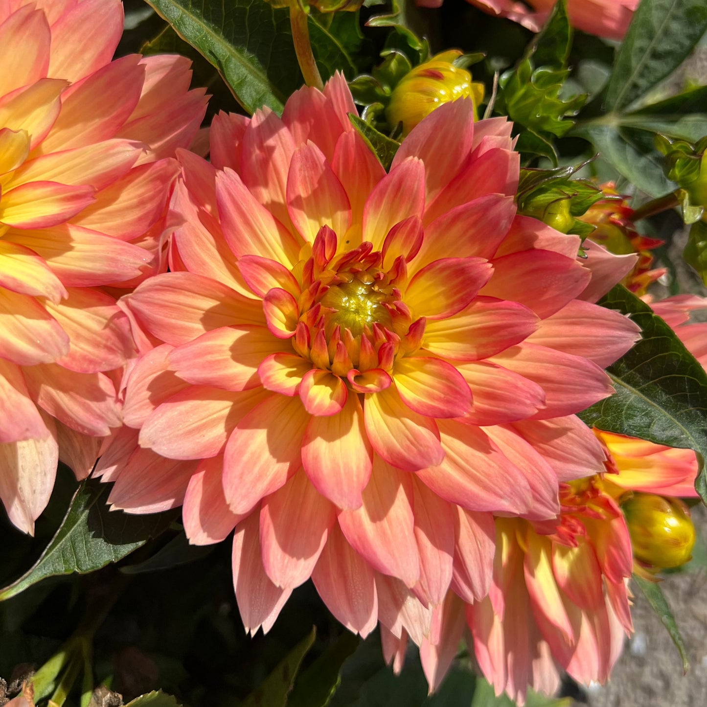 Dahlia Gallery Pablo Nyhet!