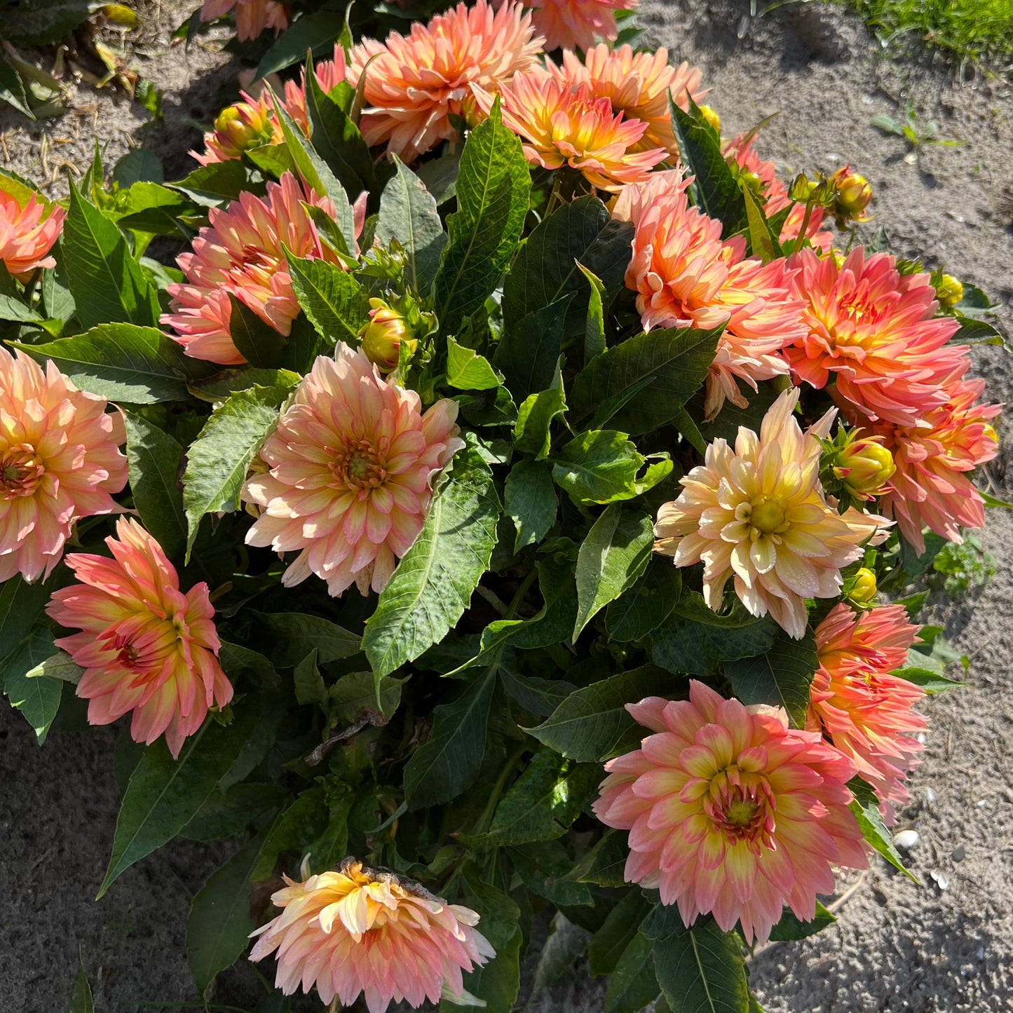 Dahlia Gallery Pablo Nyhet!