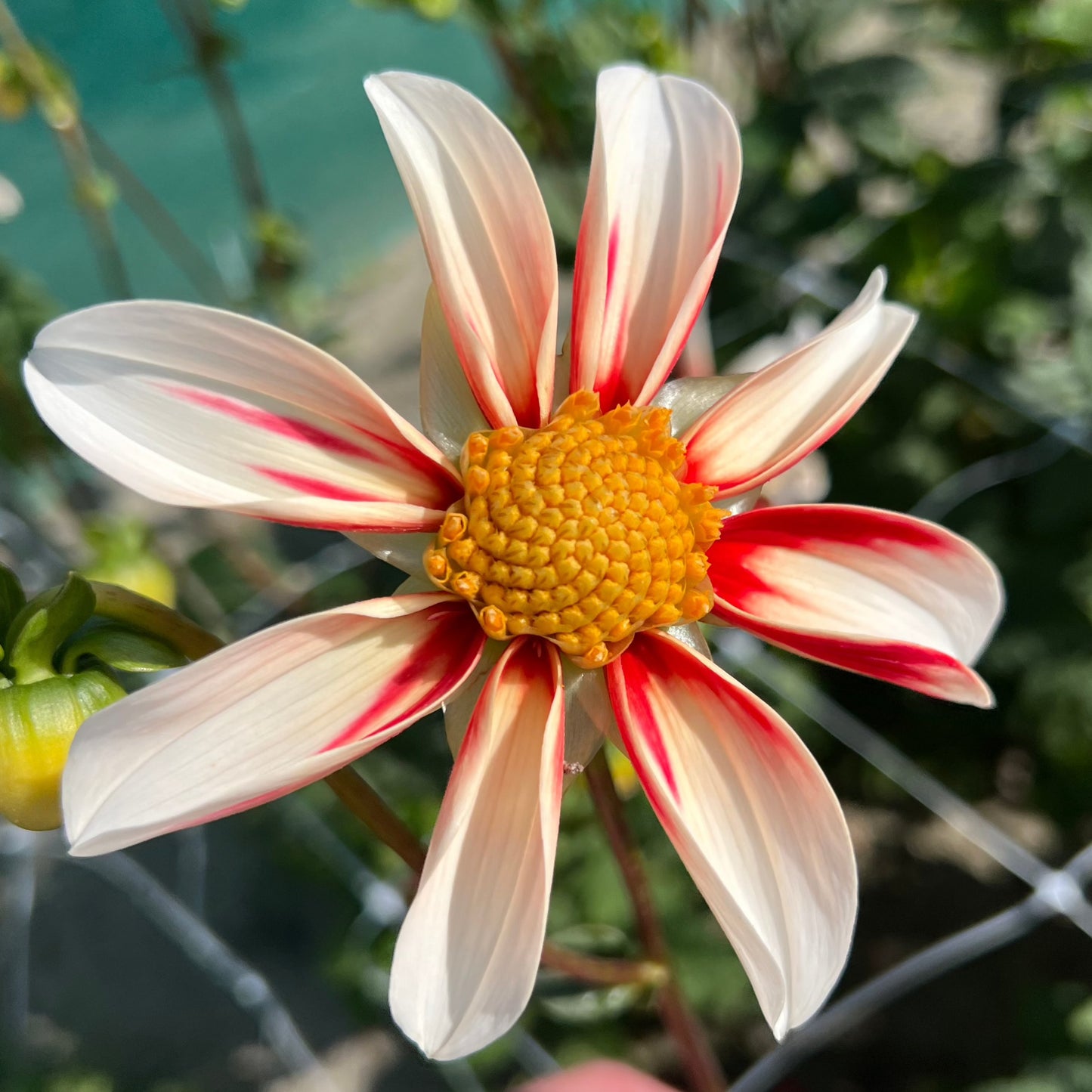 Dahlia Windmill