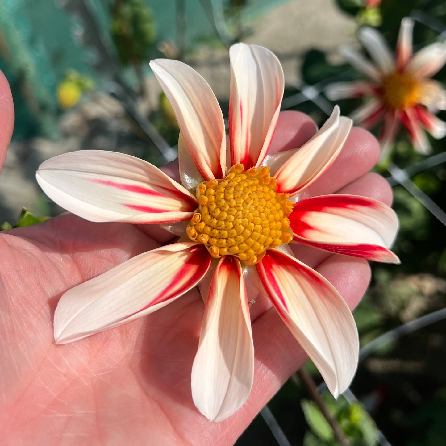 Dahlia Windmill