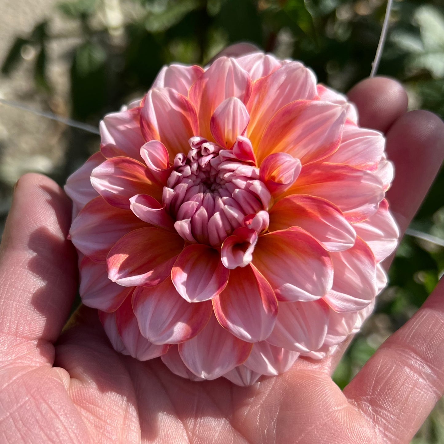 Dahlia Trustfull Nyhet!