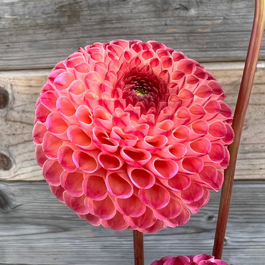 Dahlia Burlesca