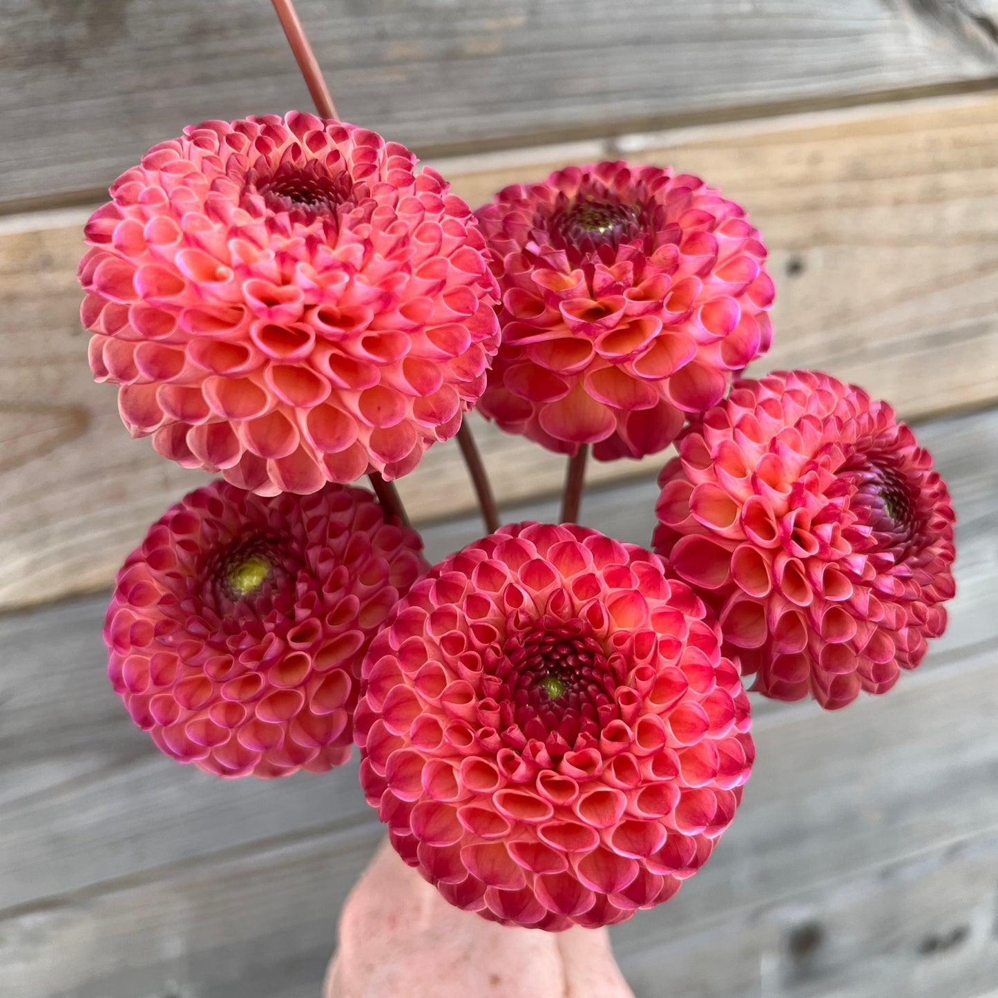 Dahlia Linn´s favoriter mix 5st knölar