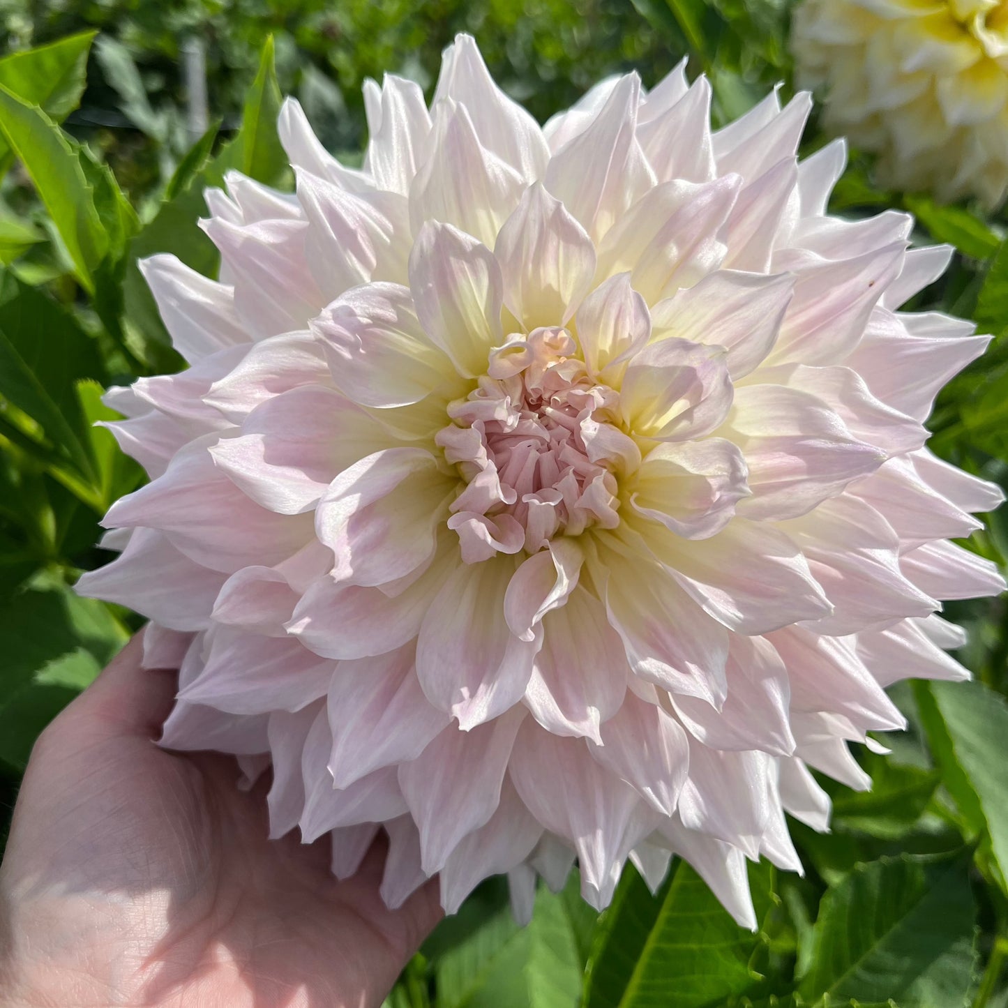 Dahlia Ka's Cloud UTGÅR!