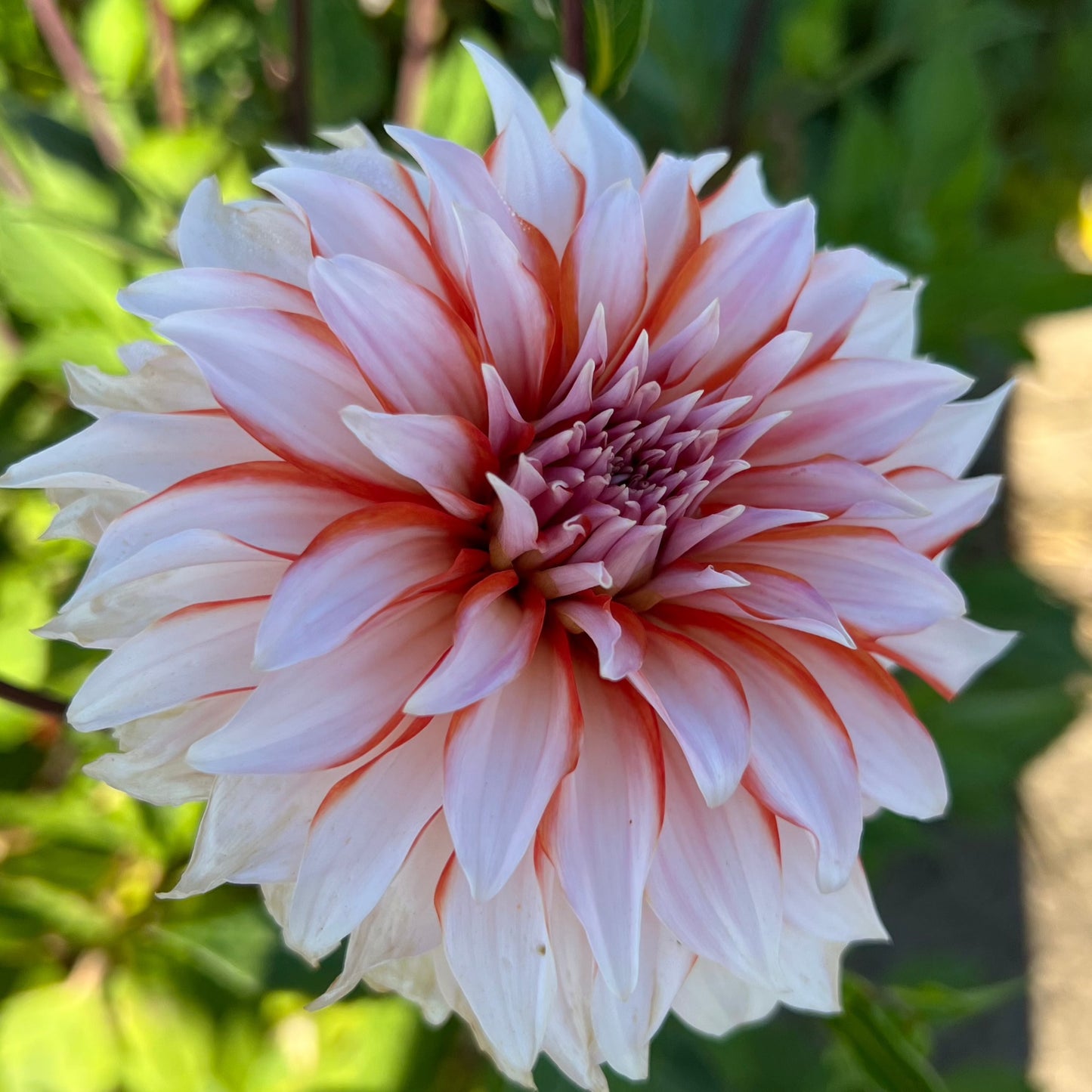 Dahlia Santa Claus