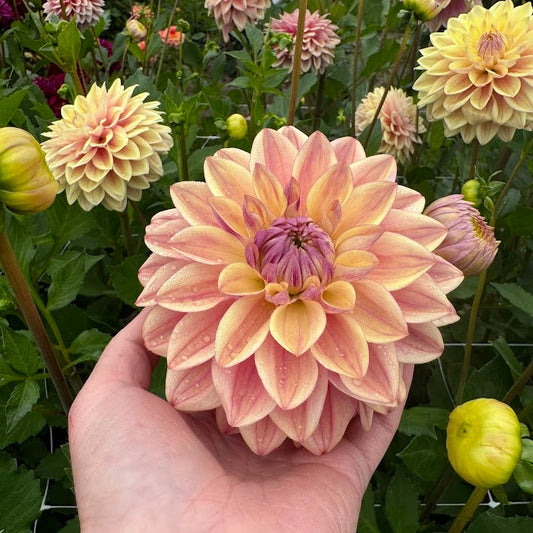 Dahlia Dusty Beauty Exclucive!