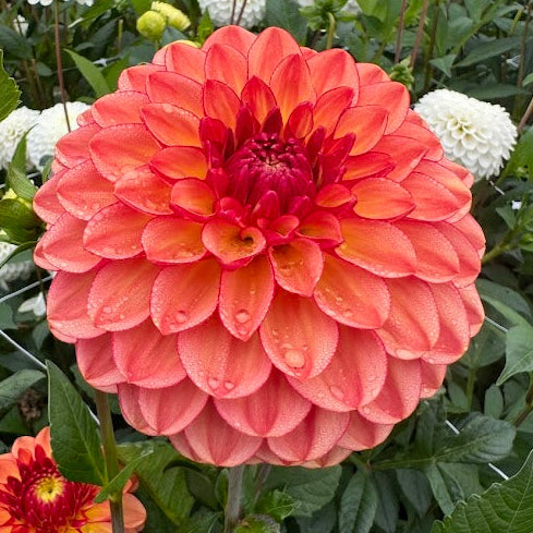 Dahlia Chapeau Bas