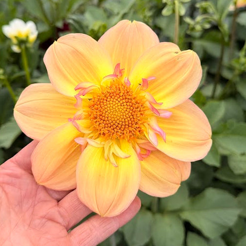 Dahlia Morning Sun Nyhet!