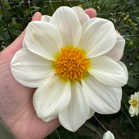 Dahlia White Emperor