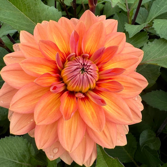 Dahlia Nicholas Svenskodlad