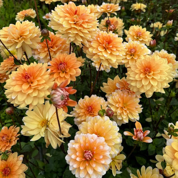 Dahlia Orange Perception