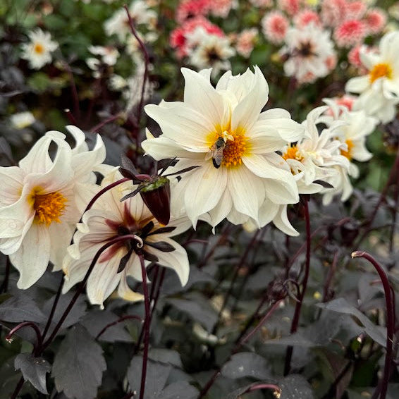 Dahlia Little Swan Nyhet!