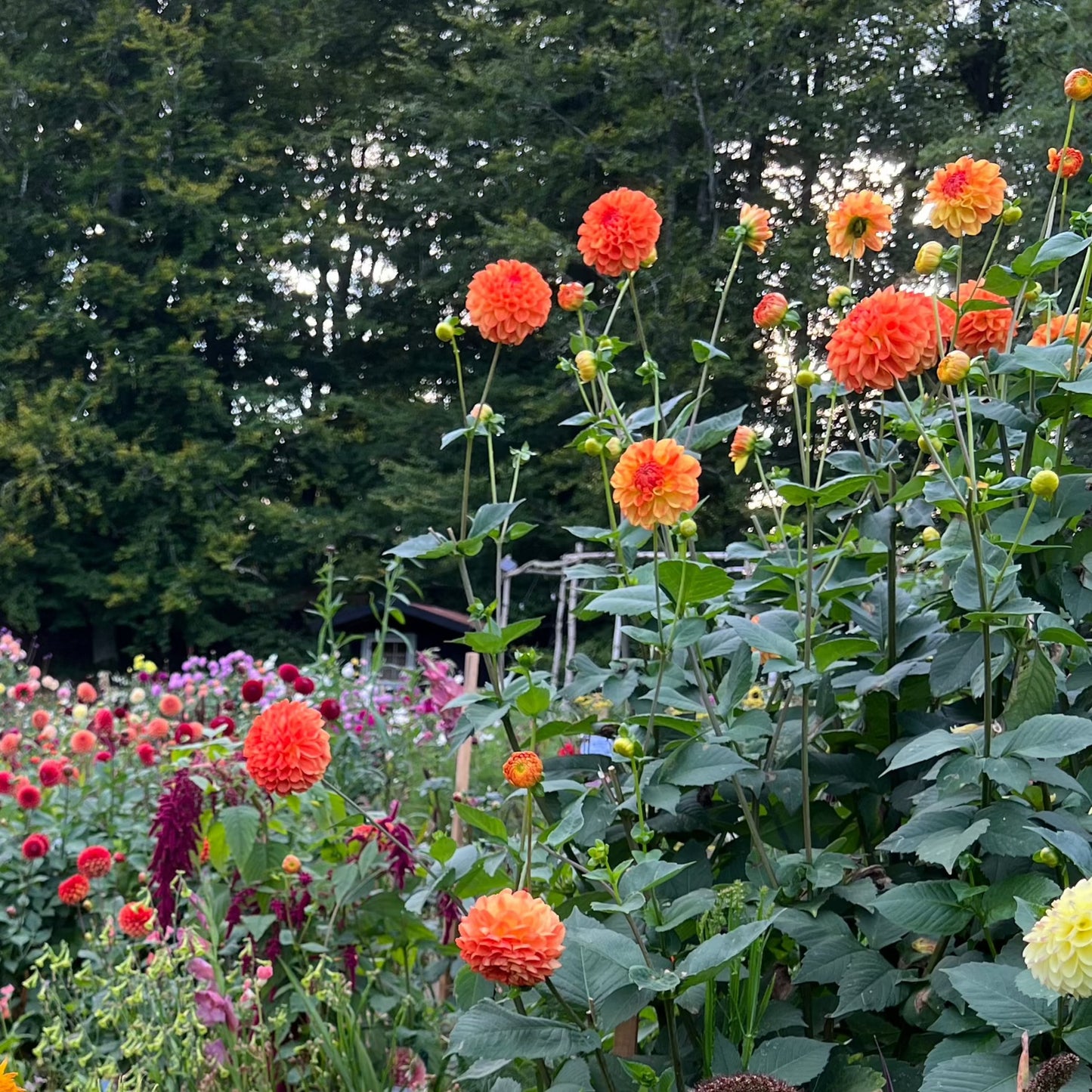 Dahlia Orange Symphony