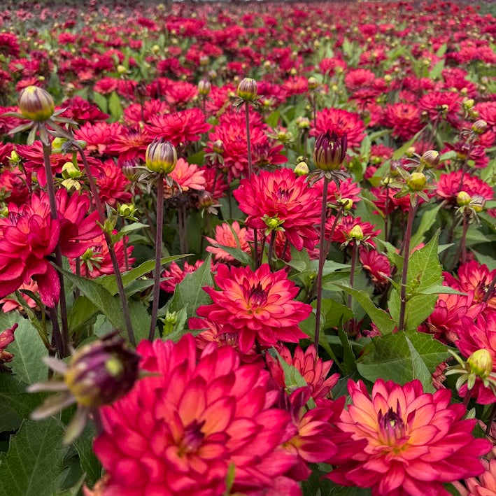 Dahlia Ocean of Love