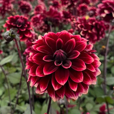 Dahlia Sissinghurst © Mycket exclusive! Nyhet!