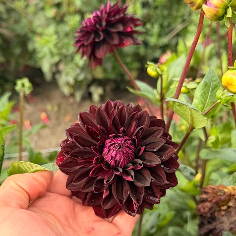 Dahlia Jowey Midnight Nyhet!