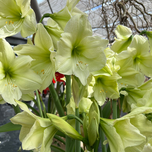 Amaryllis Luna lökstorlek 40+