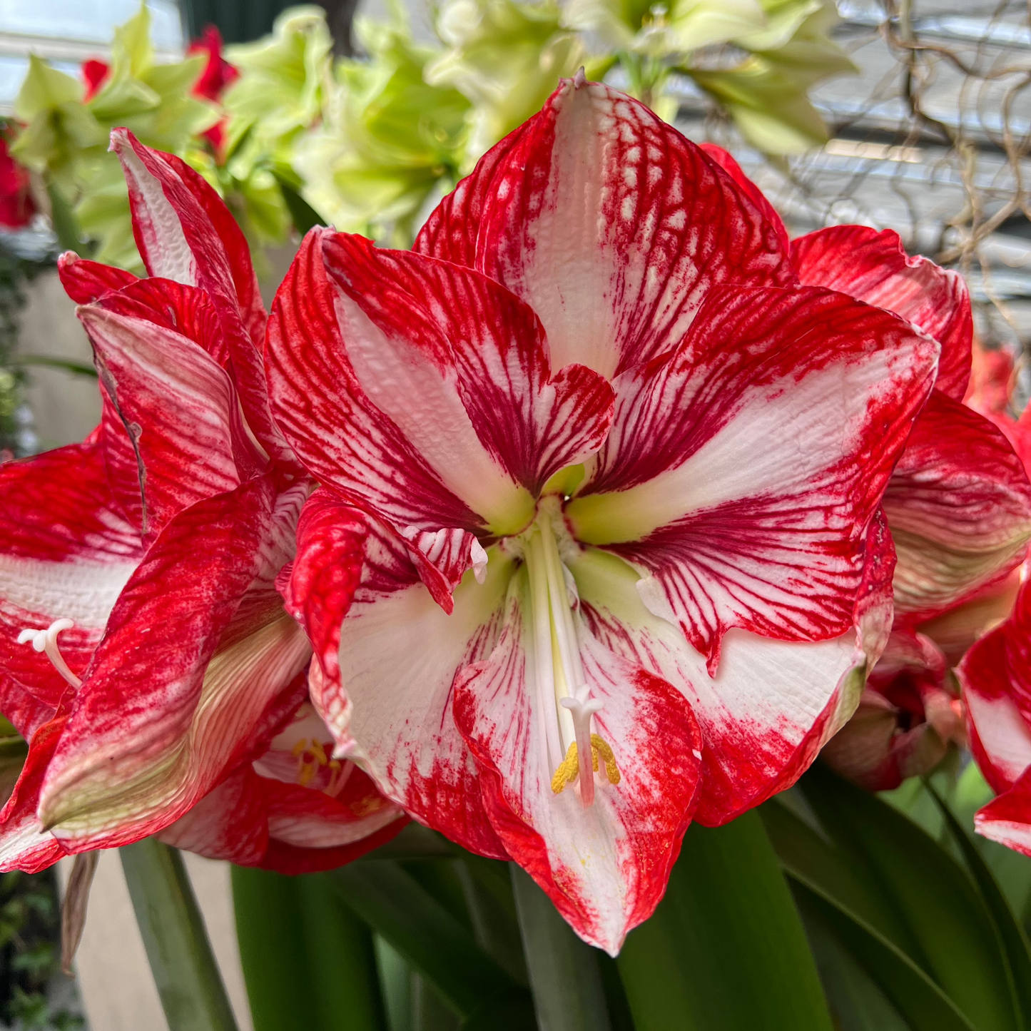 Amaryllis Minerva lökstorlek