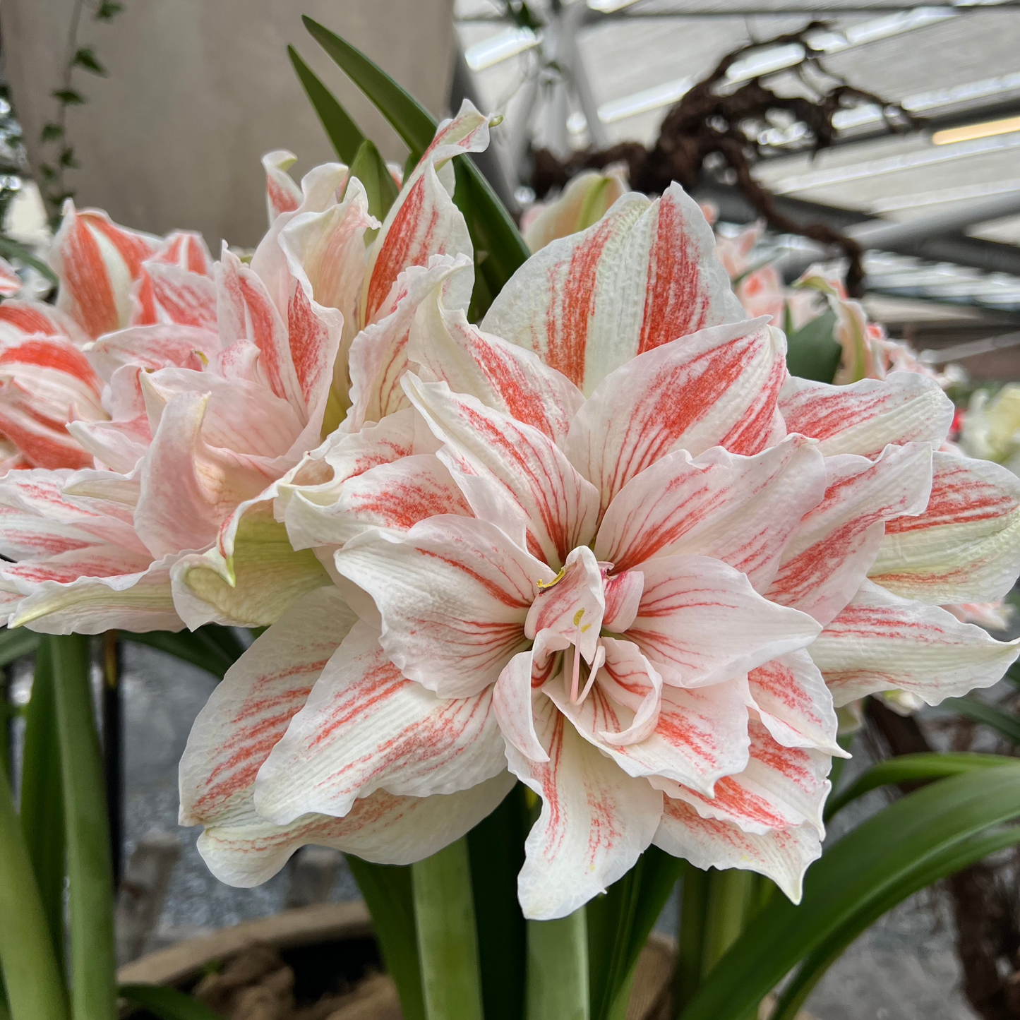 Amaryllis Dancing Queen lökstorlek