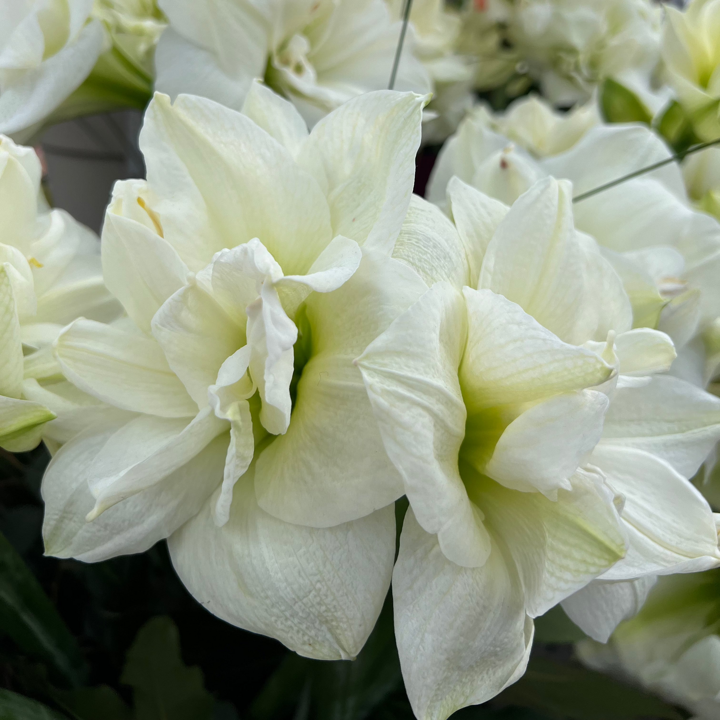 Amaryllis White Nymph lökstorlek 34/36