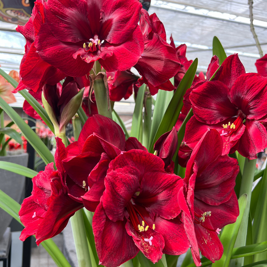 Amaryllis Amsterdam lökstorlek 34/36