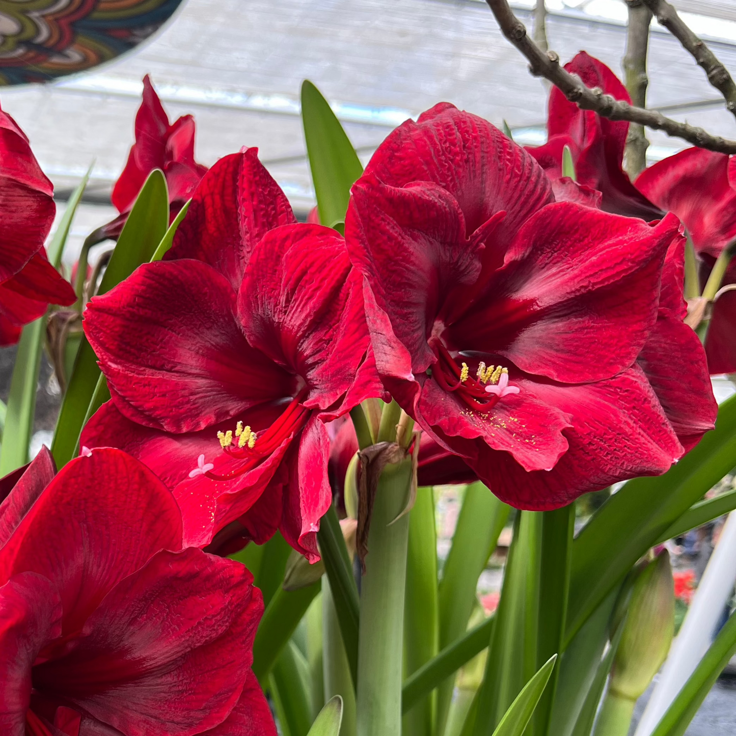 Amaryllis Amsterdam lökstorlek 34/36