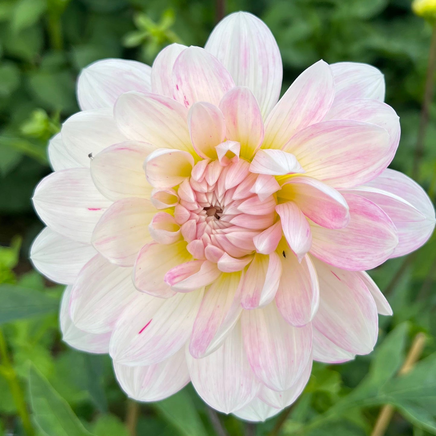 Dahlia Kelgai Ann Nyhet!
