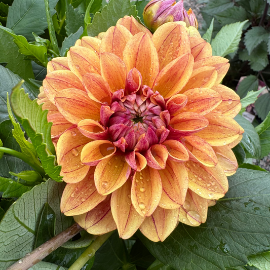 Dahlia Banana Team Svenskodlad