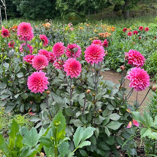 Dahlia Belivers Dream LB-019