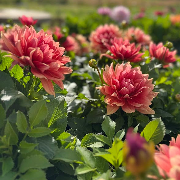 Dahlia Small Talk LB-108