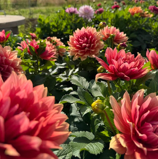 Dahlia Small Talk LB-108