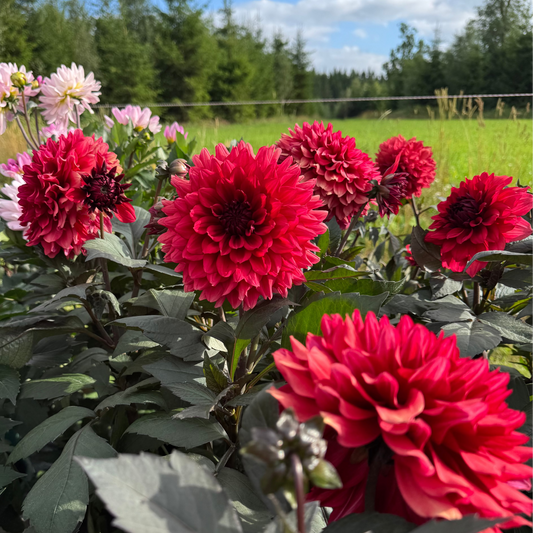 Dahlia Ruby Harts LB-025 Svenskodlad