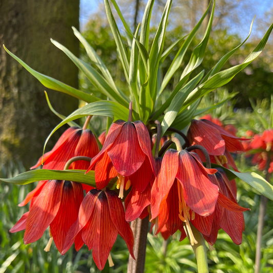 Fritillaria Imp. Rubra Maxima 1st