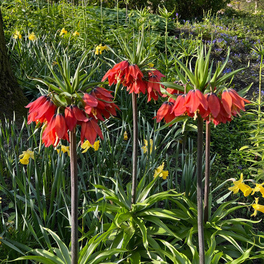 Fritillaria Imp. Rubra Maxima 1st