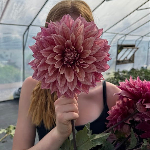 Dahlia Lovely Lovis LB-013