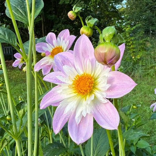 Dahlia Teesbrook Audrey
