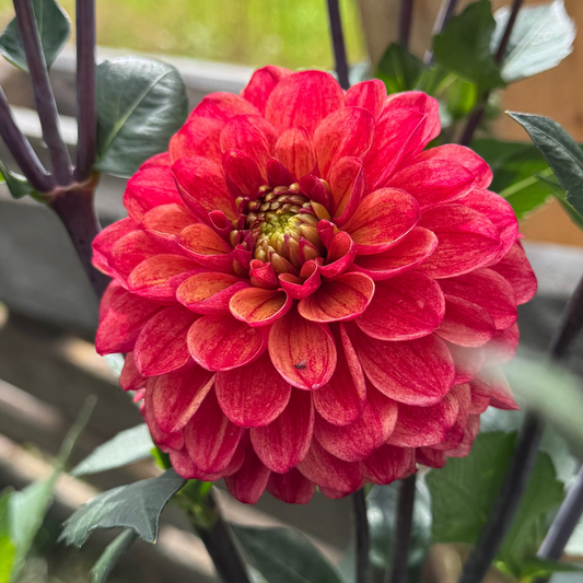 Dahlia Chestnut Svenskodlad