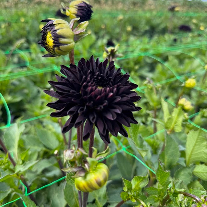 Dahlia Czarny Charakter