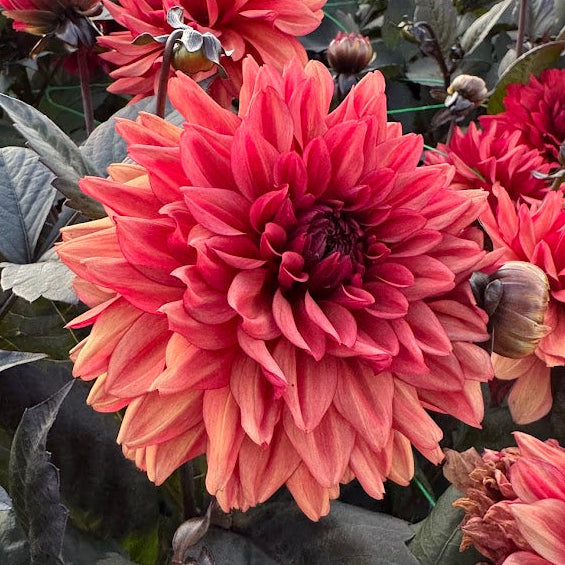 Dahlia Emmas Hug LB-104