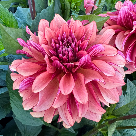 Dahlia Prince Charming Svenskodlad