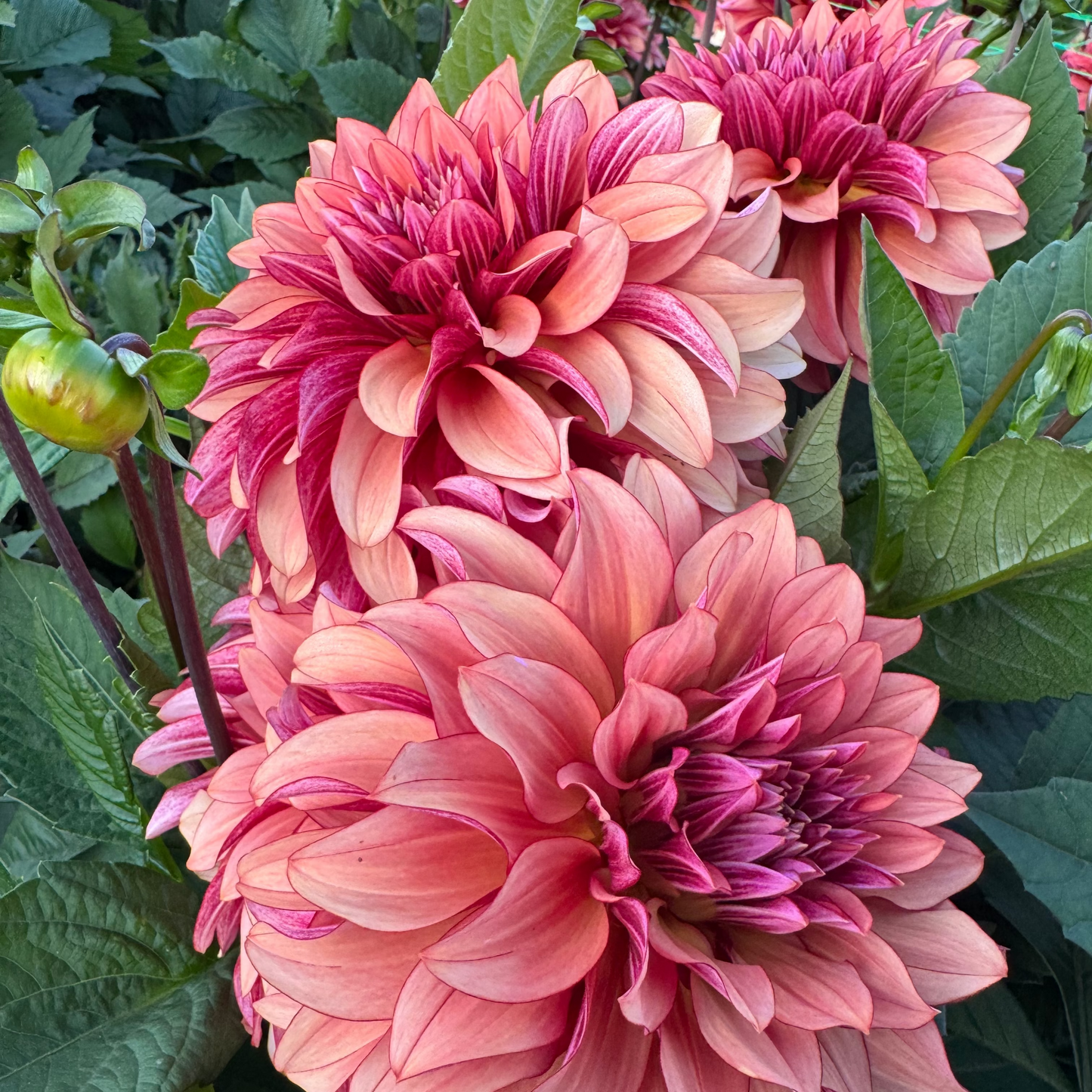 Dahlia Prince Charming Svenskodlad
