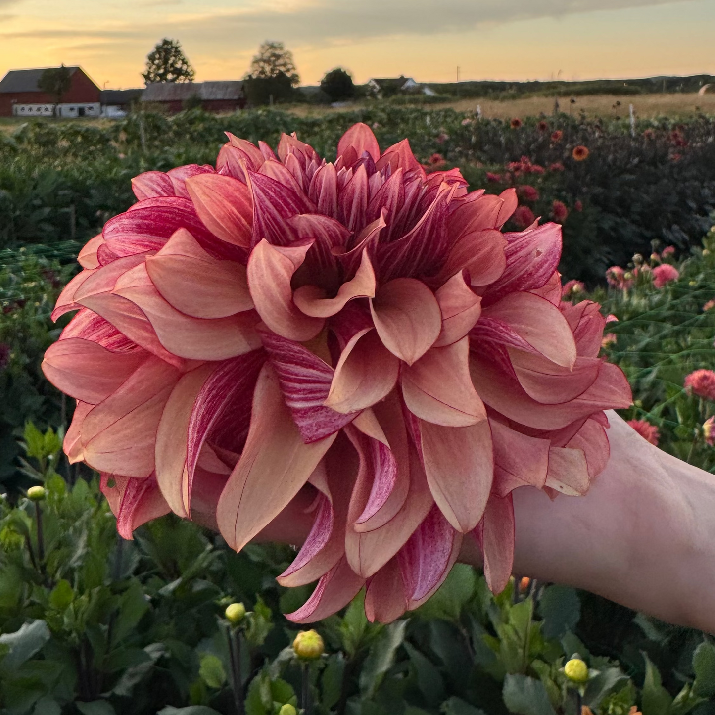 Dahlia Prince Charming Svenskodlad