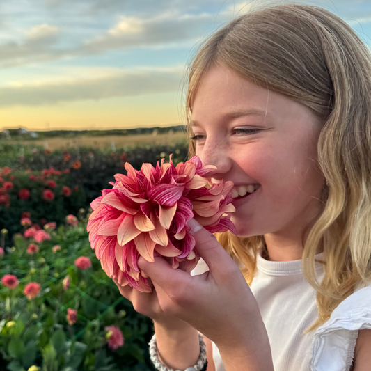 Dahlia Prince Charming Svenskodlad