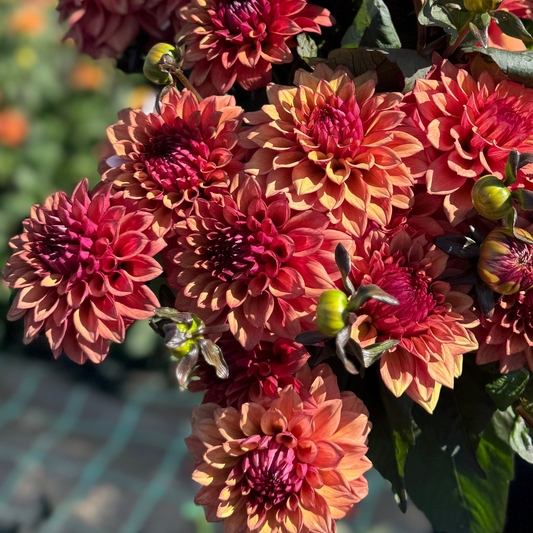 Dahlia DS 02 "Nora" Svenskodlad