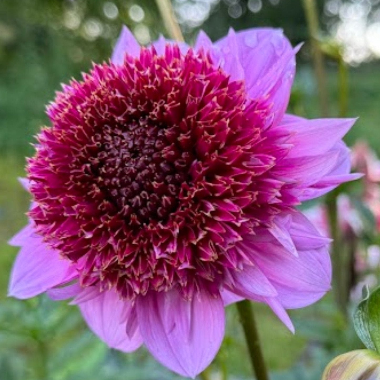 Dahlia Pollinerarnas favoriter mix 5st knölar