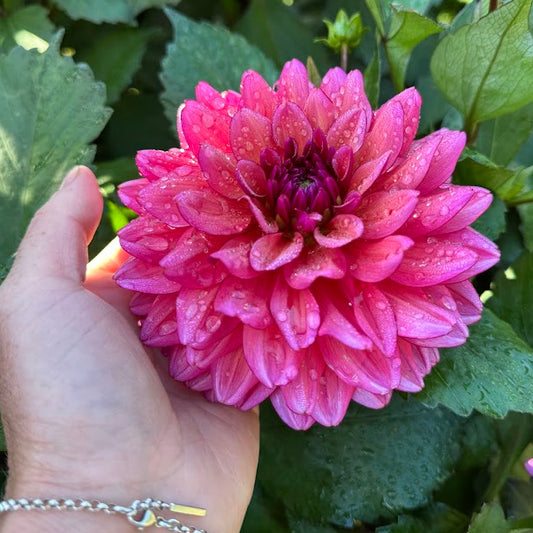 Dahlia Tickety-boo LB-40