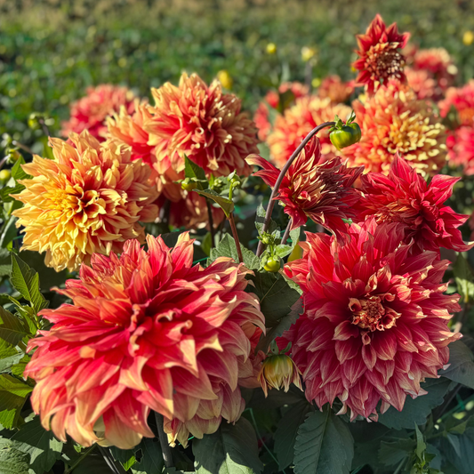 Dahlia Maximus Svenskodlad